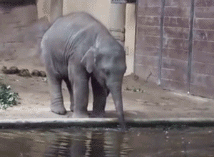 baby elephant learning