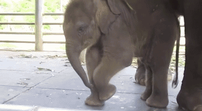 baby elephant learning