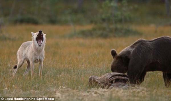 bear wolf friends
