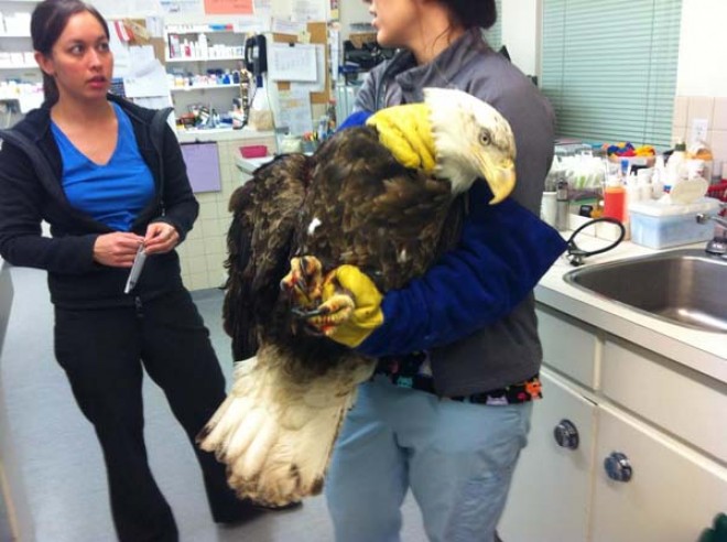 bald eagle rescue at vet