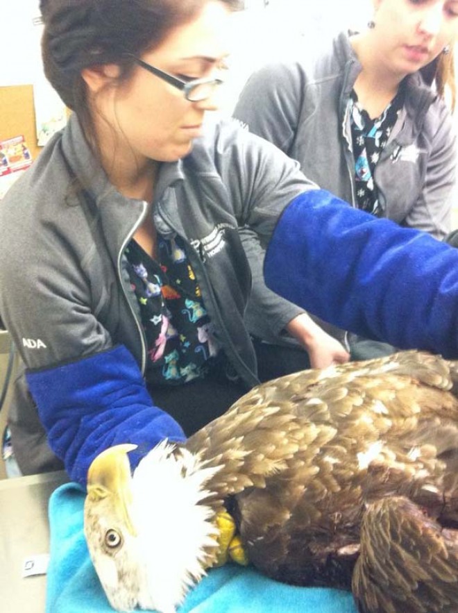 bald eagle rescue at vet