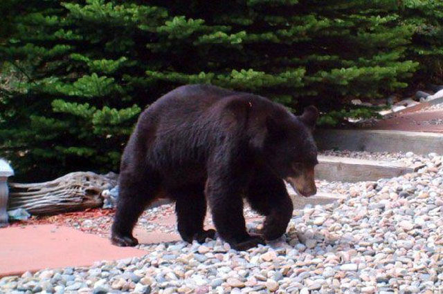 bear in rain barrel