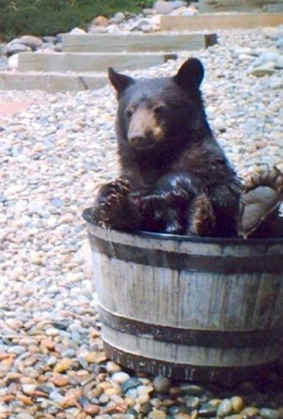 bear in rain barrel