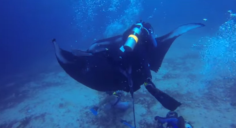 divers manta ray rescue