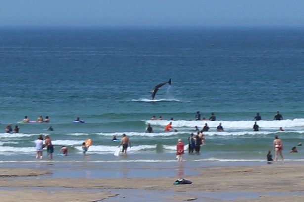 wild dolphins put on a show for beachgoers