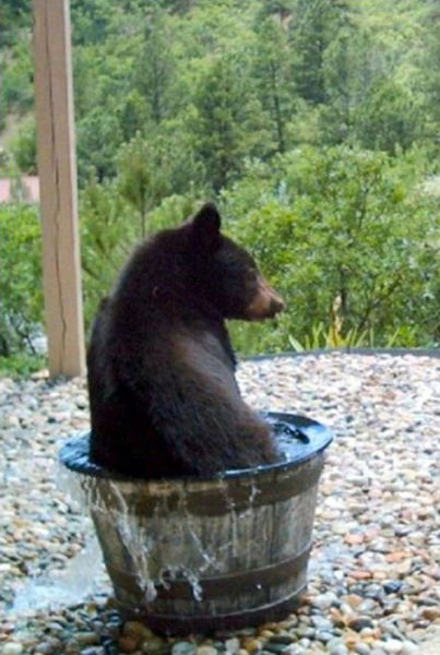 bear in rain barrel