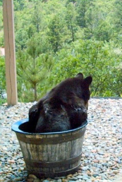 bear in rain barrel