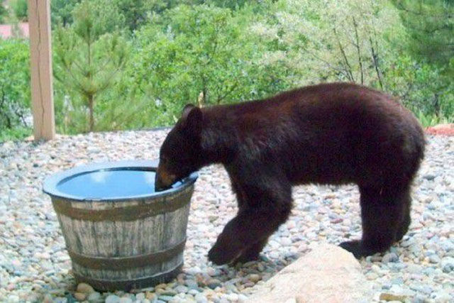 bear in rain barrel