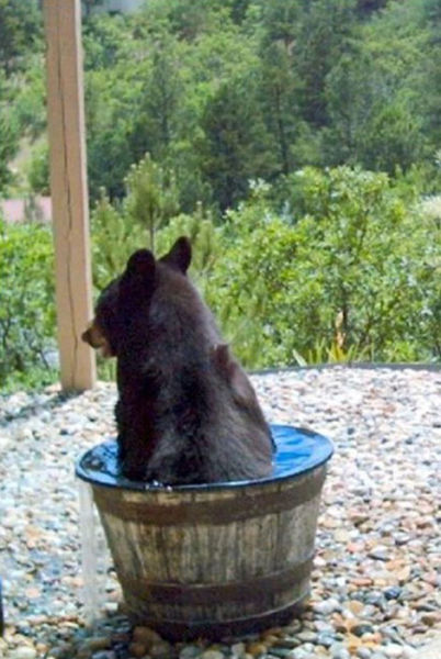 bear in rain barrel