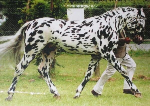 The 8 Most Beautiful And Rare Horses In The World Just4teen