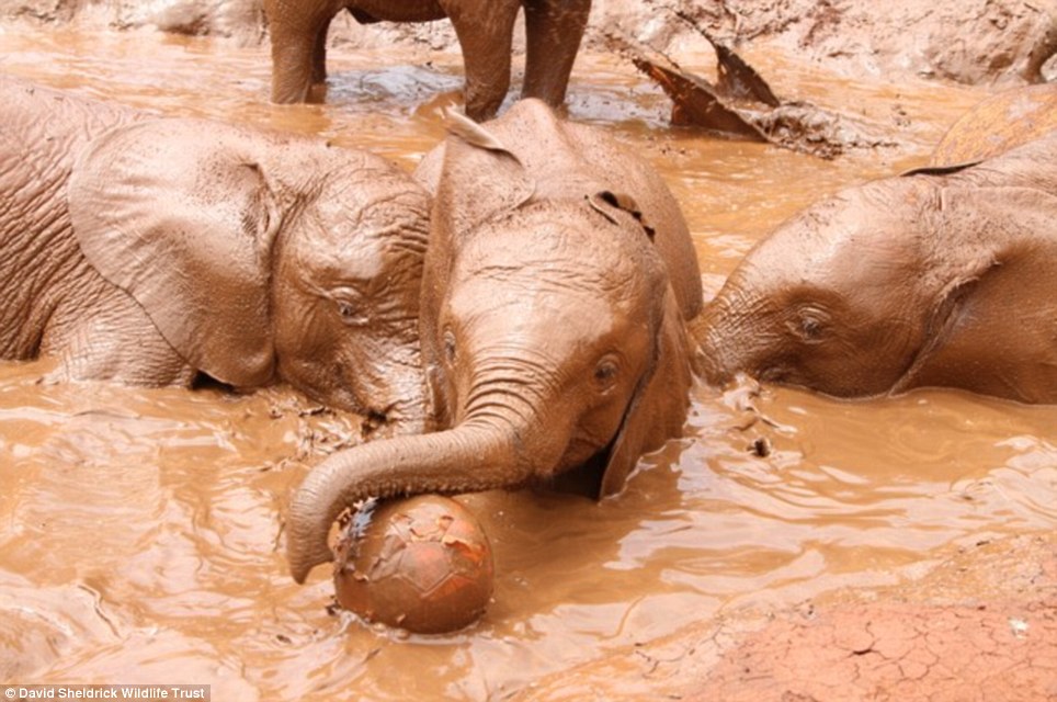 baby elephant rescue