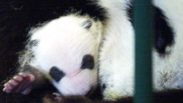 panda faked pregnancy