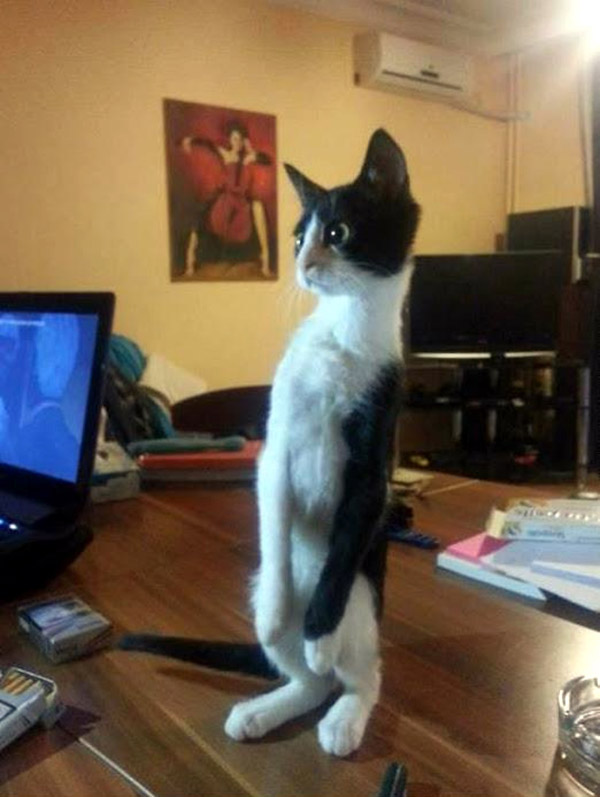 cats standing up
