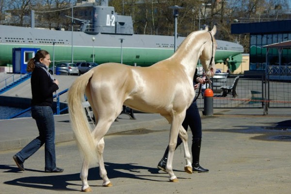 The Friesian/Appaloosa Crossbreed