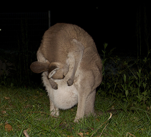 woman saves baby kangaroo