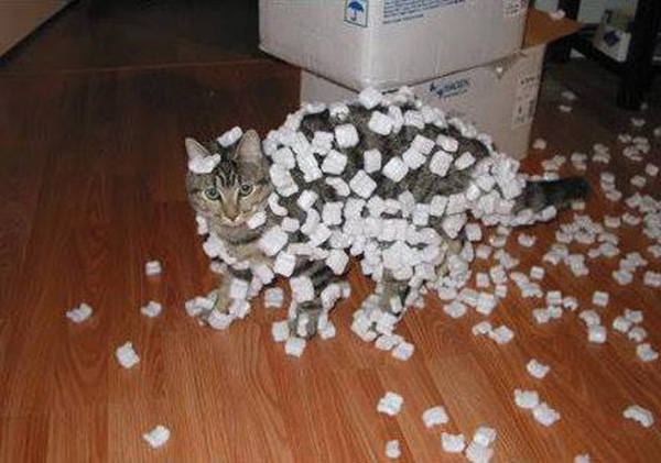 cats styrofoam static