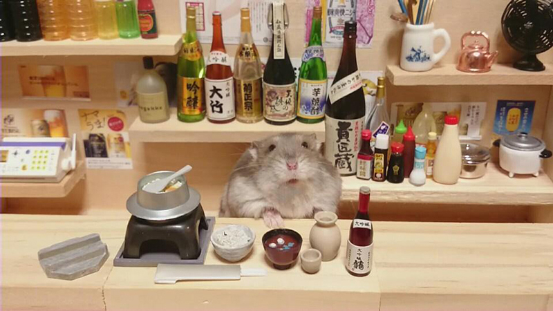 hamster bartender sushi
