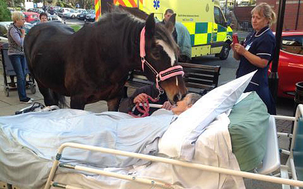 woman sees horse in hospital bed