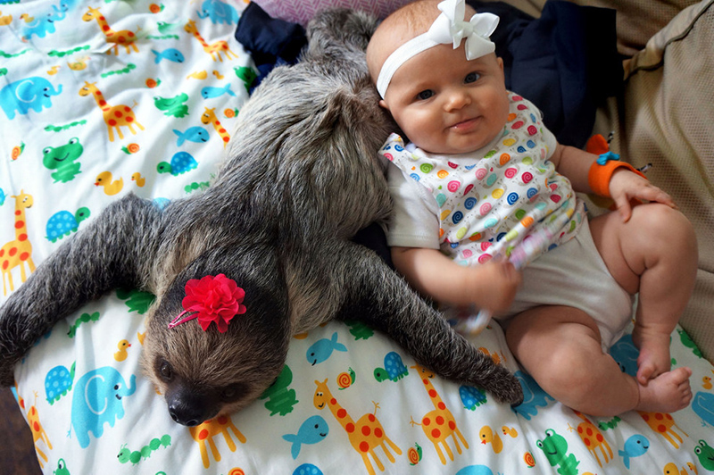 baby and sloth pictures