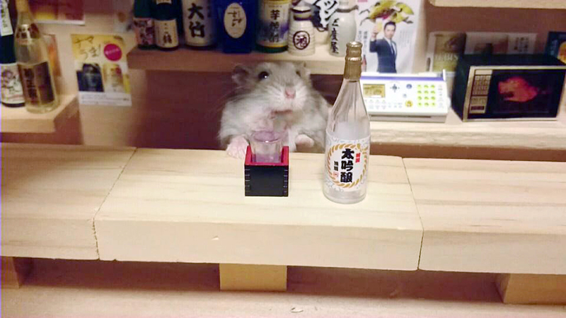 hamster bartender sushi