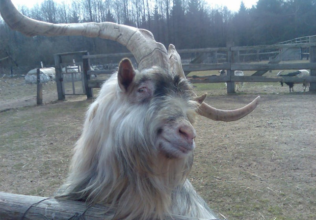 yvzqh-photogenic-goat.jpg