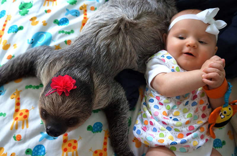 baby and sloth pictures
