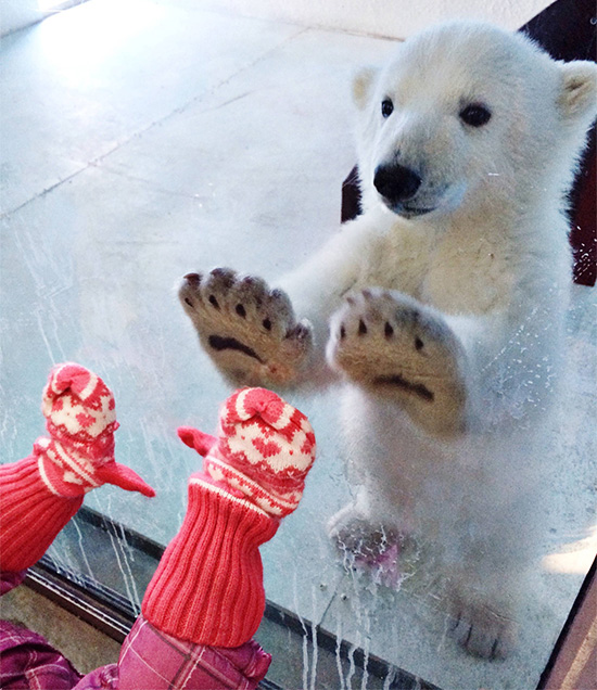 dfey9-bear-little-kid-through-glass.jpg