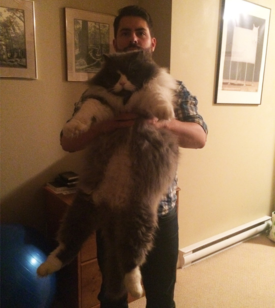 ipeq3-giant-cat.jpg