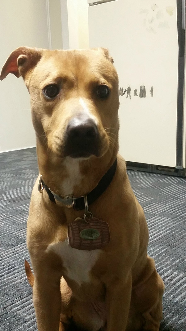 amaing dog rescue from abandoned home