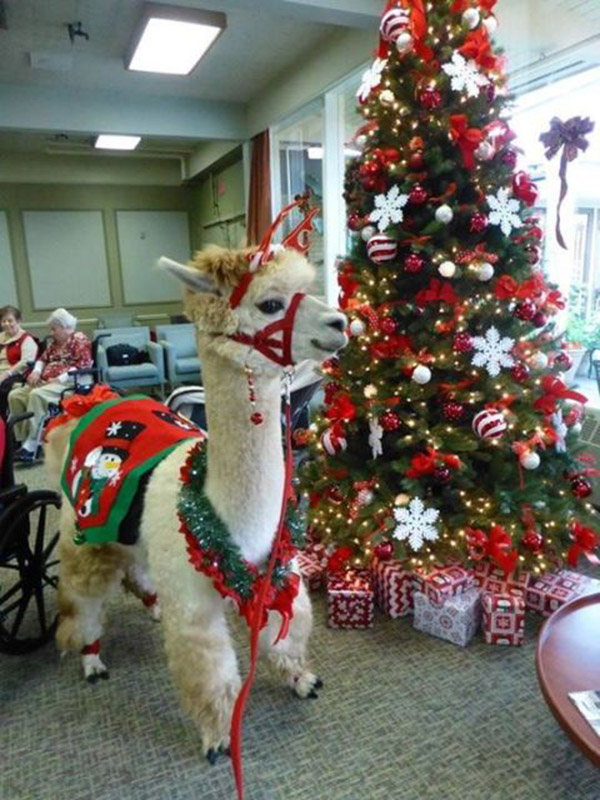 t2ifw-alpaca7.jpg