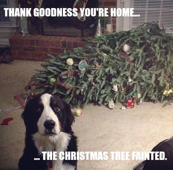 vcgbx-dog-tree-funny.jpg