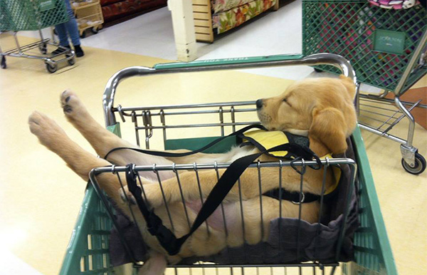 y7e1o-dog-asleep-in-cart.jpg
