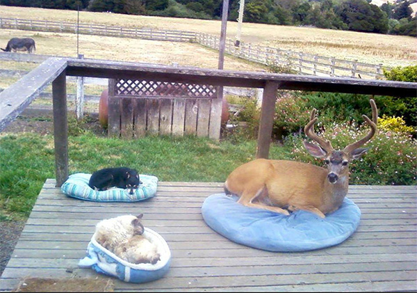 7k8sc-deer.jpg