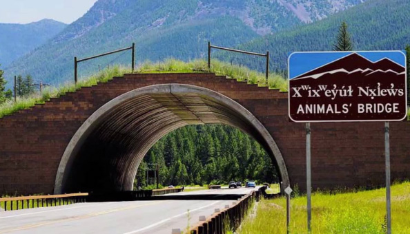 land bridges for animals