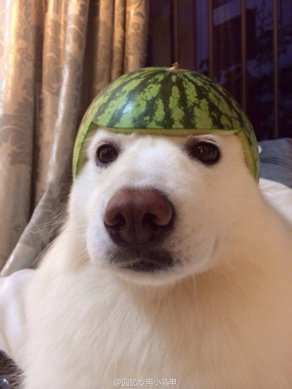 cat and dog fruit helmets