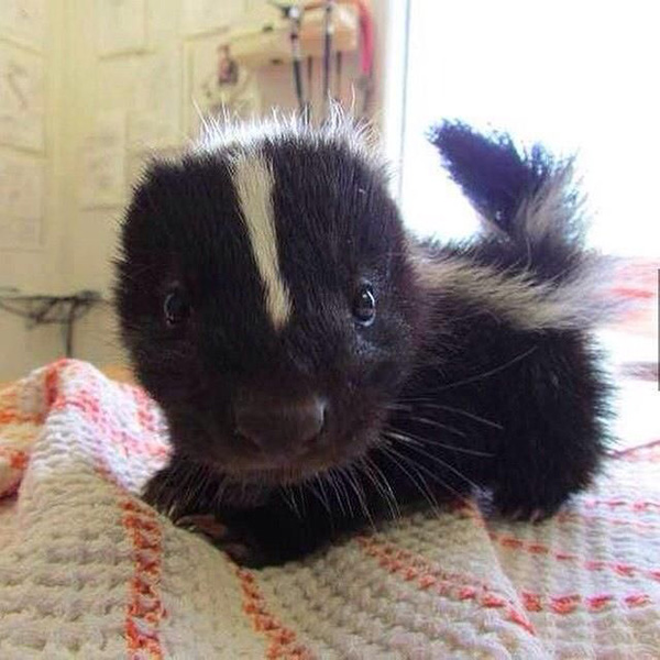 This baby skunk