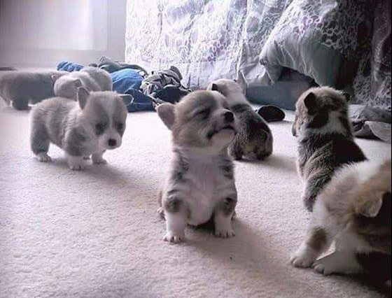 ckjh3-corgi-pups.jpg