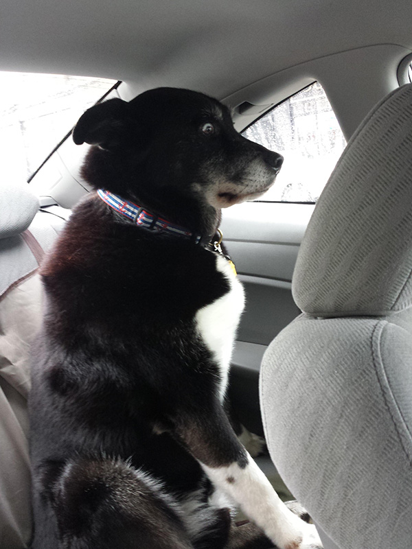 dogs realize theyre going to the vet