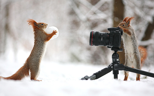 gn57v-squirrel-poses.jpg