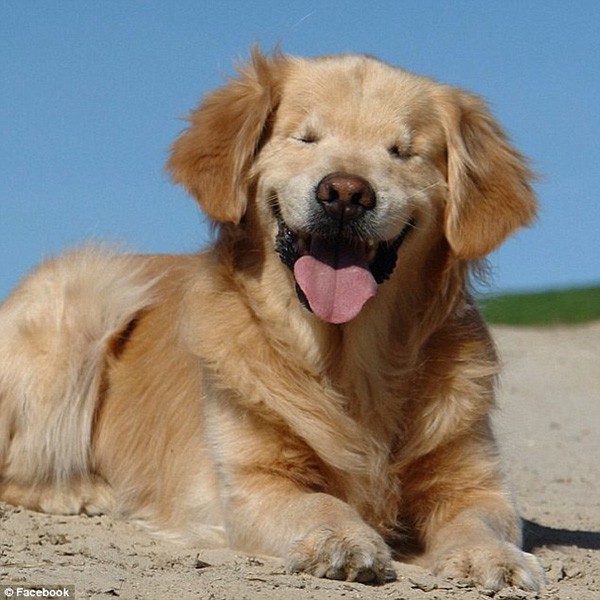 smiley blind golden retriever therapy dog