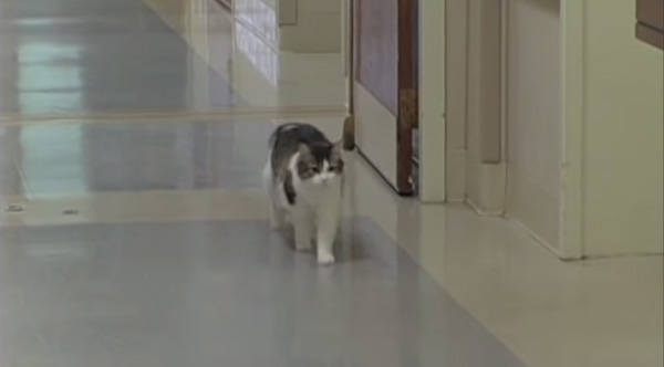 cat stay with dying patients