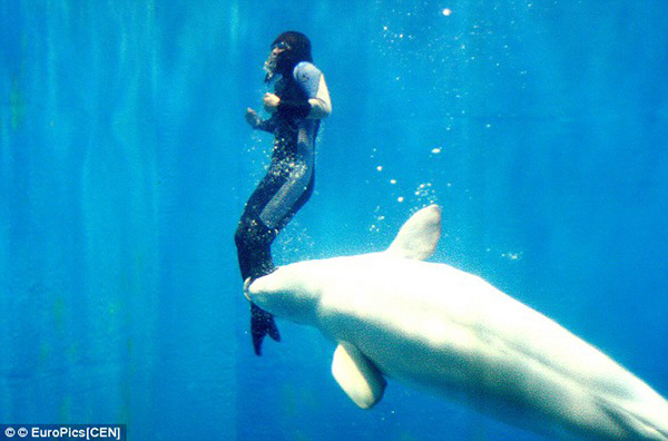 beluga whale saves diver