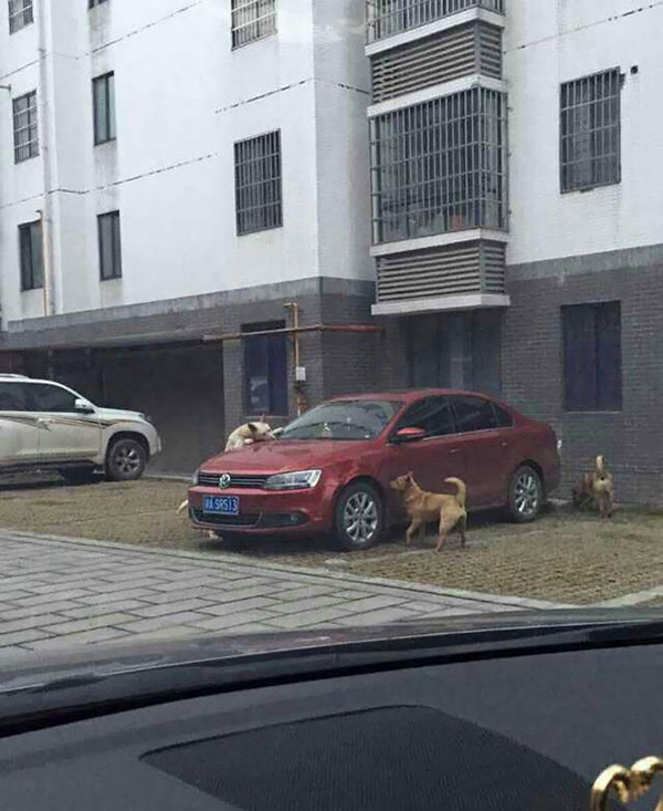 dogs get revenge on human attack car