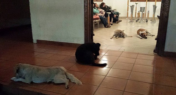 stray dogs attend funeral for woman who fed them