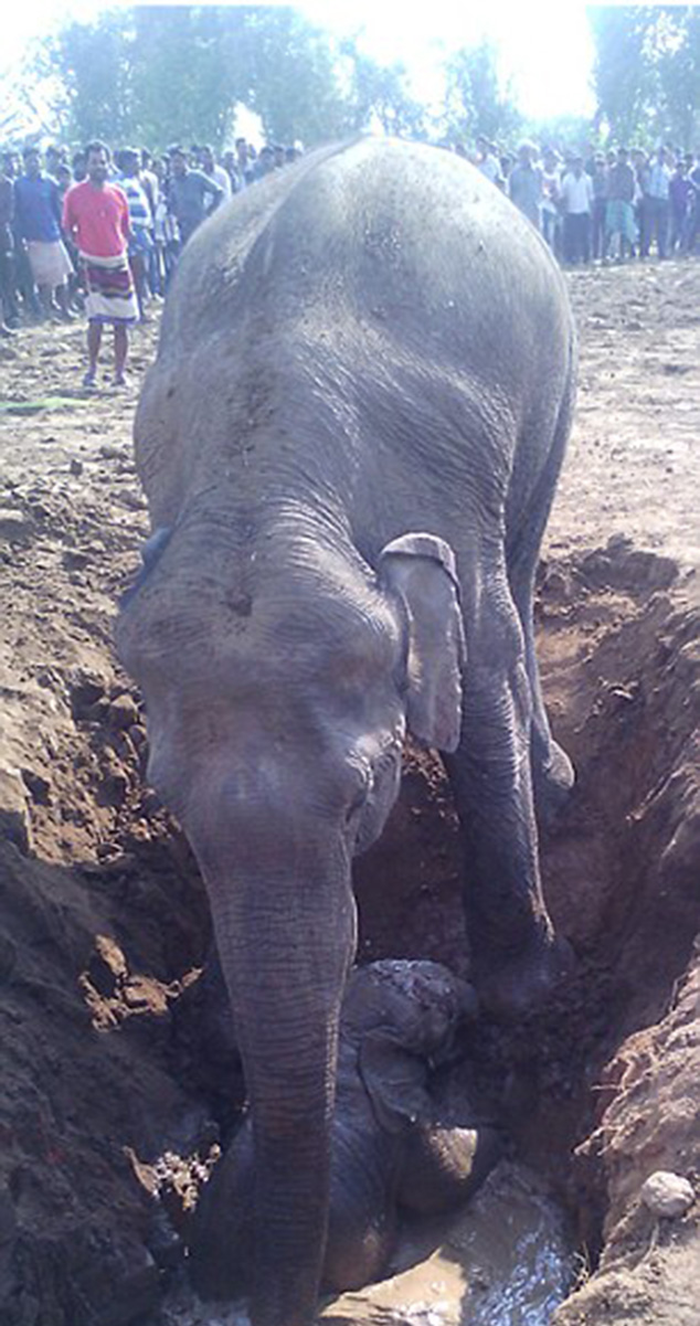 elephant 11 hours saving baby