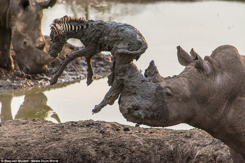rhino saves baby zebra from mud