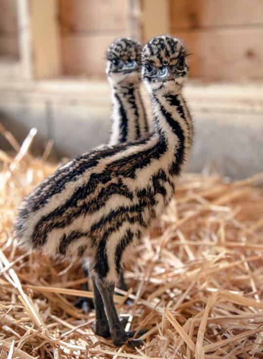 lfxob-5-day-old-emu.jpg