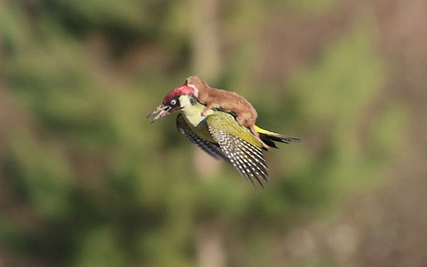 weasel rides hummingbird