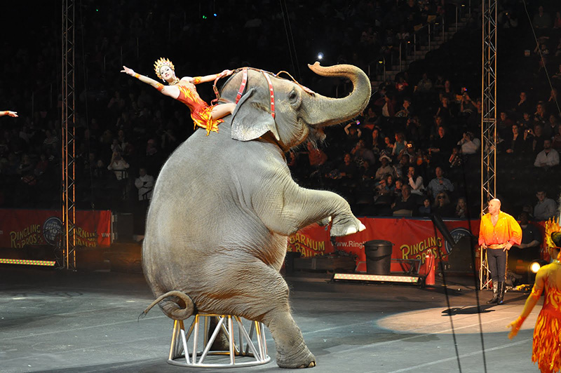 elephants saved from circus