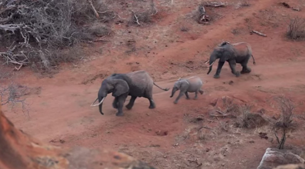 save elephants with drones